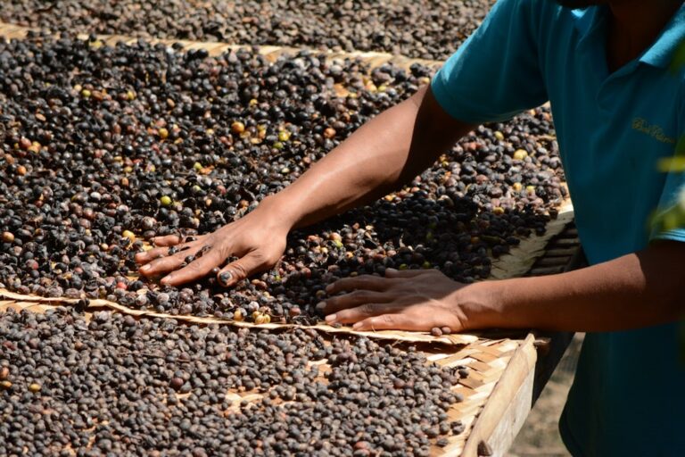 Sustainable Coffee Practices: Supporting Ethical Farming Methods